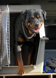 Hundebur til transport af din hund i bilen